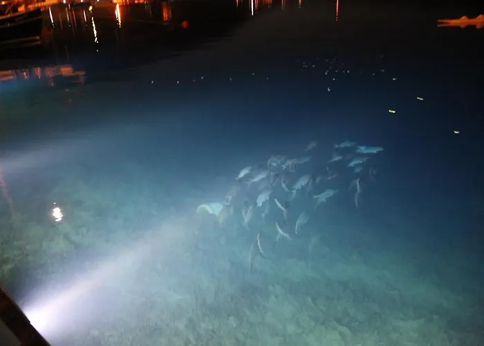 Szálloda Dolphin 3*